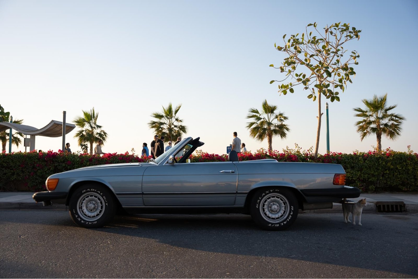 An old Mercedes Benz cabrio photographed sideways next to a public beach with a cat sitting next to it
